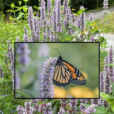Lavender Hyssop Flower, Native Flower